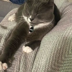 Meet your Posher, Amelia